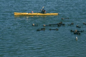 Kayak_and_sea_otters